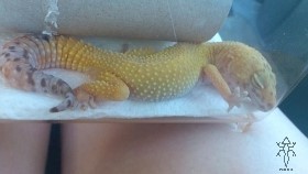 Mladý gekončík čerstvo po kúpe, farebná forma Super hypo 
                                                                               tangerine carrot tail, spí v prenosnom boxe. Je vidieť 
                                                                               chýbajúce články na prstoch kvôli zlému zvliekaniu 
                                                                               alebo súbojom s ostatnými samcami.